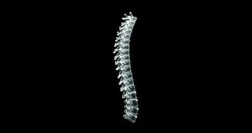 3D Wireframe Human Spine Rotation Medical Science Animation