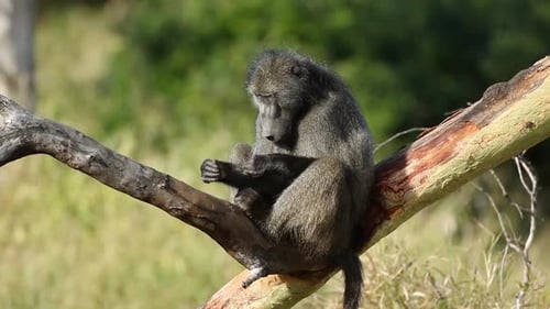 Baboon Seated on Branch Grooming Fur Outdoors