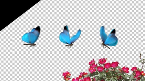 Realistic Animated Blue Butterfly Flying