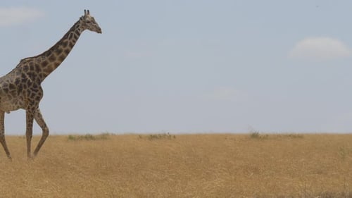 Masai Giraffe beim Gehen