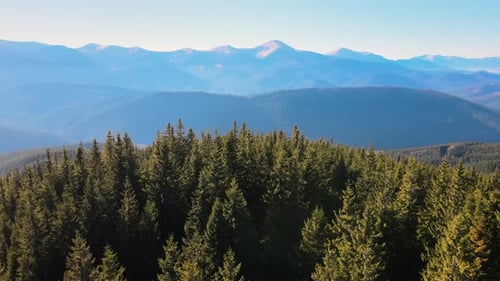Aerial View of Mountain Hills Covered with Dense Green Pine Woods on Bright Day