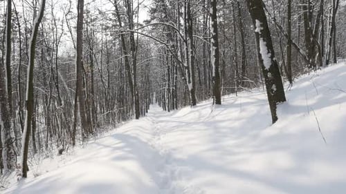 Sauberer weißer Schnee im Wald Zeitlupe 1920X1080 FullHD-Video Natur und Wald im Winter Slow-m