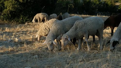 Champ de pâturage des moutons
