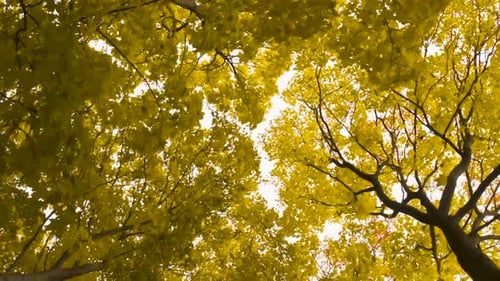 Golden Autumn Leaves Looking Up to Sky