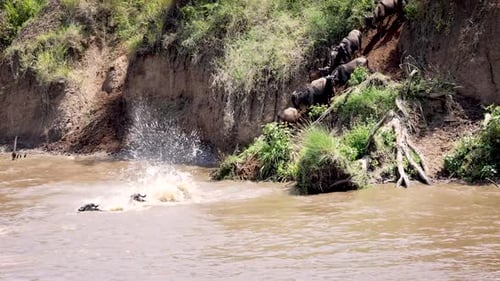 Migrating Wildebeest Leaping Into Mara River