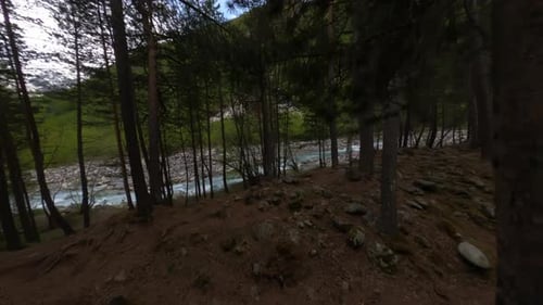 Fpv Drone Shot in the Dark Green Forest Flying Close Between Trees