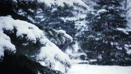Schneefall an den Zweigen der Tannenbäume 32