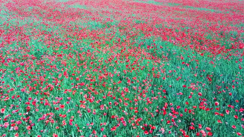 Field of Blossoming Red Poppies. Beautiful Flowers and Summer Nature Composition.