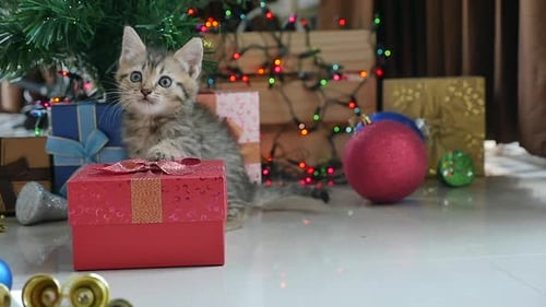 Playful Kitten with Christmas Gifts and Tree