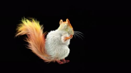 79 Weißes Eichhörnchen Tanzen 4K