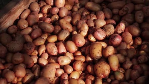 Potatoes Fill Wooden Container After the Harvest