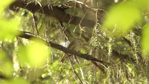 Small Bird Singing on Branch in Forest