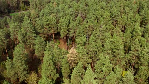 Pine trees background