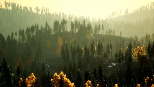 Sunlight in Spruce Forest in the Fog on the Background of Mountains at Sunset