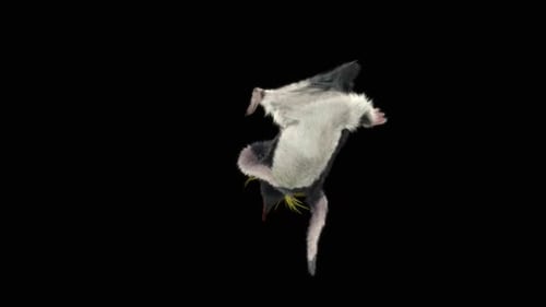 Penguin Dancing HD