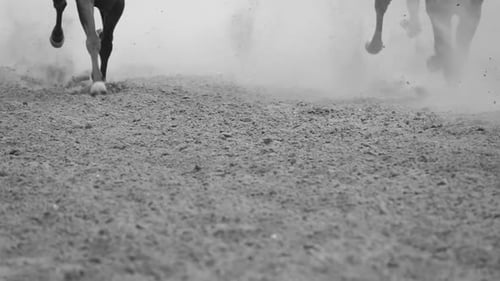 Powerful Horses Running in Slow Motion, Black and White