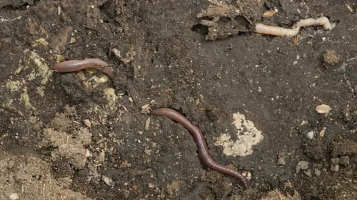 Erdwurm Lumbricus terrestris auf nassem Boden 4K Filmmaterial