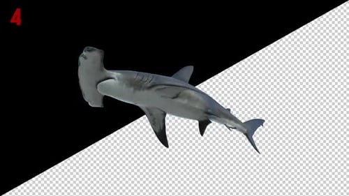 Hammerhead Shark 4 Scene Loop