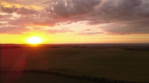 Aerial Landscape View of Yellow Cultivated Agricultural Field with Ripe Wheat on Vibrant Summer