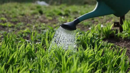 Take Care of Garden Close Up View of Gardener Watering Garden Bed