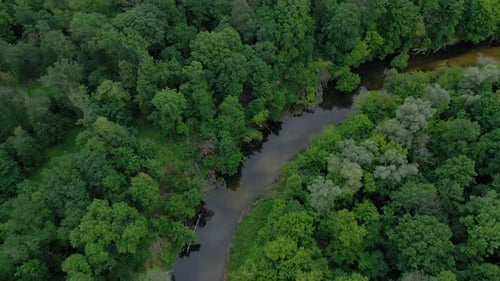 Aerial View of the Beautiful Landscape the River Flows Among the Green Deciduous Forest