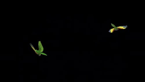 Rainbow Lorikeet - Asian Parrot Birds - Two Flying Around - Transparent Loop