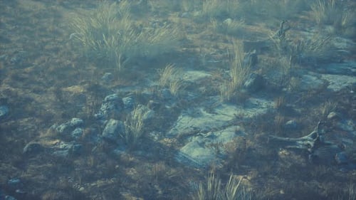 Misty Rocky Grassland with Dry Vegetation Natural Environment