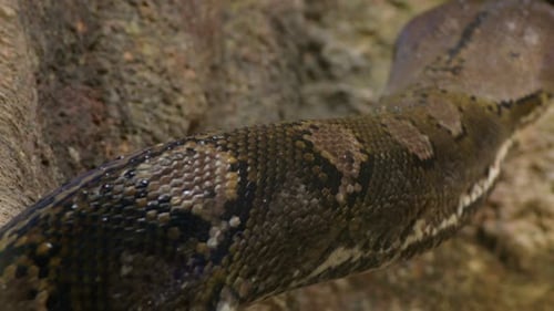 Cuerpo de serpiente pitón reticulada