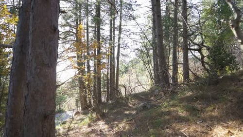 Personal Perspective of Walking on a Path in the Forest