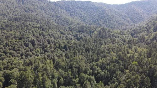 Umgebung Wald