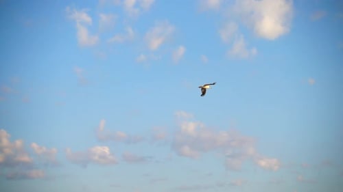 Flight of seagulls over the sea. Slow motion.