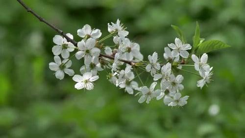 Delicate White Blossoms Swaying on a Branch
