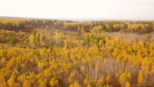 Forest Nature