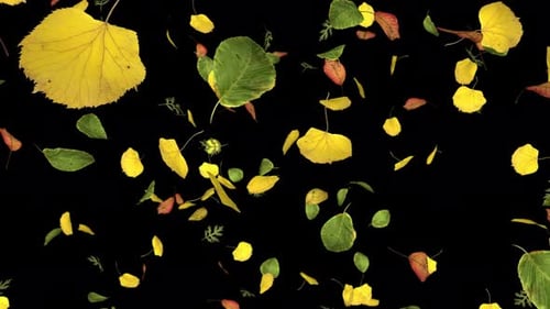 Realistic Autumn Leaves Falling Animation