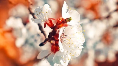 Aprikosenblüten