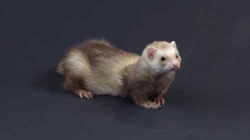 Frettchen läuft und schnüffelt im schwarzen Hintergrund.