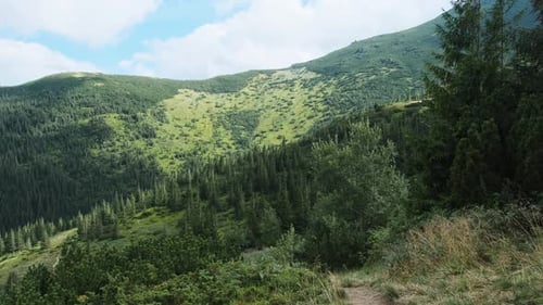 Landschaftsblick auf grüne Hügel im Tal der Berge mit Nadelwäldern