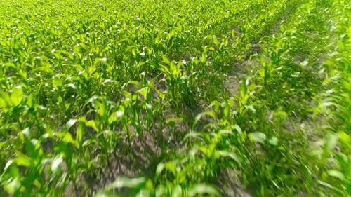 Reihen von jungem Mais im Bereich der Landwirtschaft