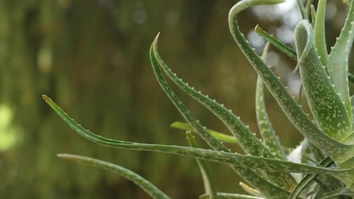 Aloe Vera Plant Close-Up