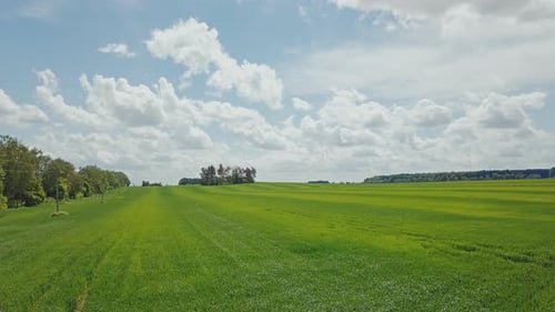 Luftaufnahme des grünen Weizenfeldes