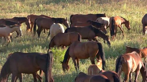 Herd of Horses on Meadow.