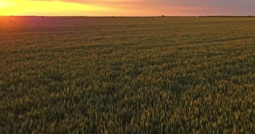 Drone shot of green fields of weat at sunset