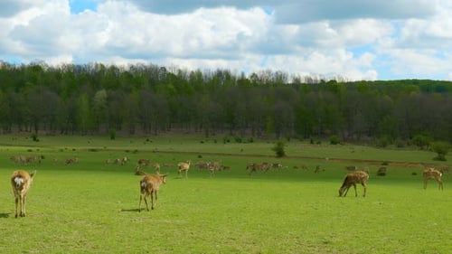A Herd of Deer in a Green Meadow in the Wild