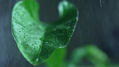 Nature After the Rain