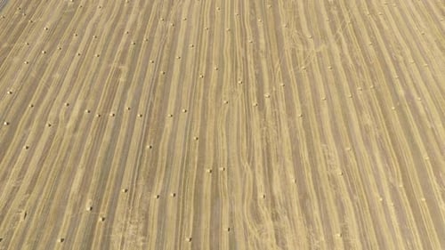 High Above Harvested Wheat Field And Round Bales Of Hay 4K Drone Video