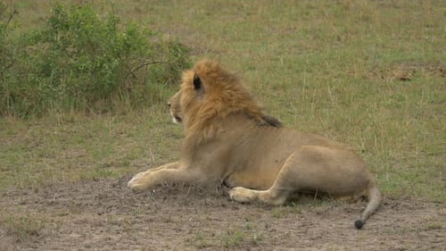 Lion resting