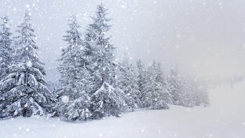Beautiful Fluffy Snow on Tree Branches