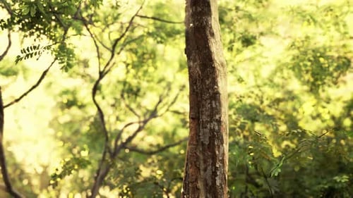 Green Forest with Rays of Light