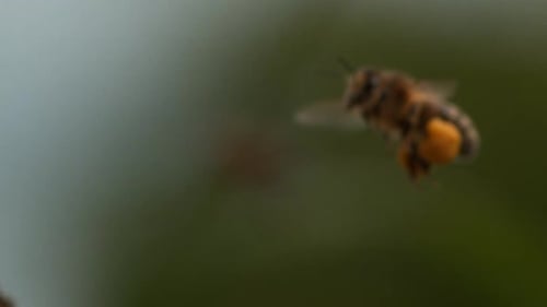 |European Honey Bee, apis mellifera, Bee in Flight