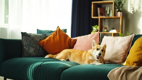 Corgi Dog Resting on Couch with Bone